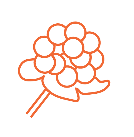 The Maku Cloudberry Flower; A line-drawing of cloudberries. 